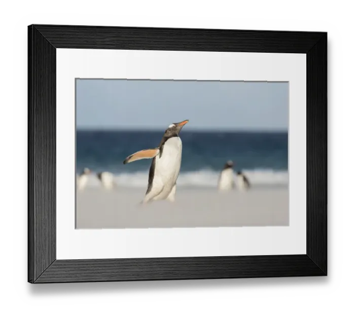 Framed Print : Gentoo Penguin (Pygoscelis papua) on the Falkland Islands, crossing a wide sandy Framed Print : Gentoo Penguin (Pygoscelis papua) on the Falkland Islands, crossing a wide sandy