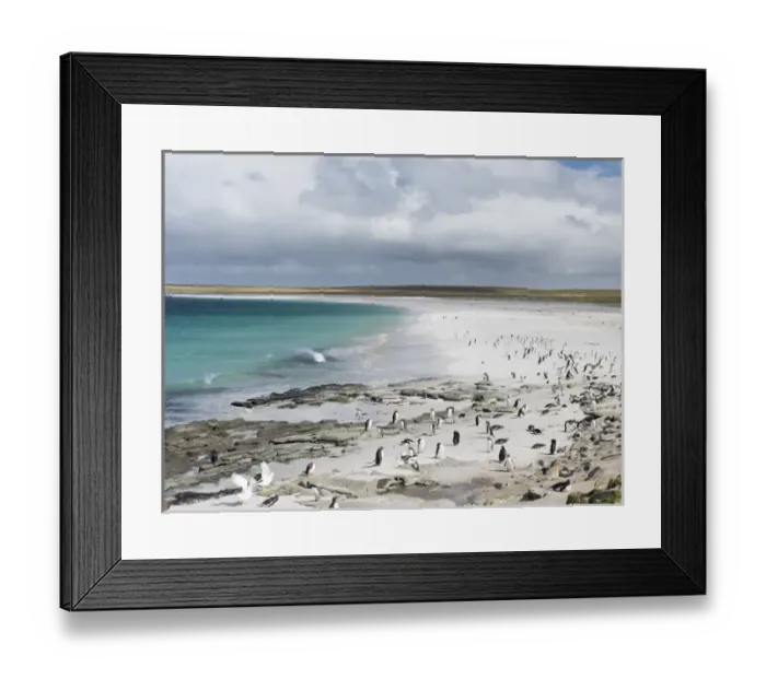Framed Print : Gentoo Penguin (Pygoscelis papua) on the Falkland Islands, groups on a wide sandy beach Framed Print : Gentoo Penguin (Pygoscelis papua) on the Falkland Islands, groups on a wide sandy beach