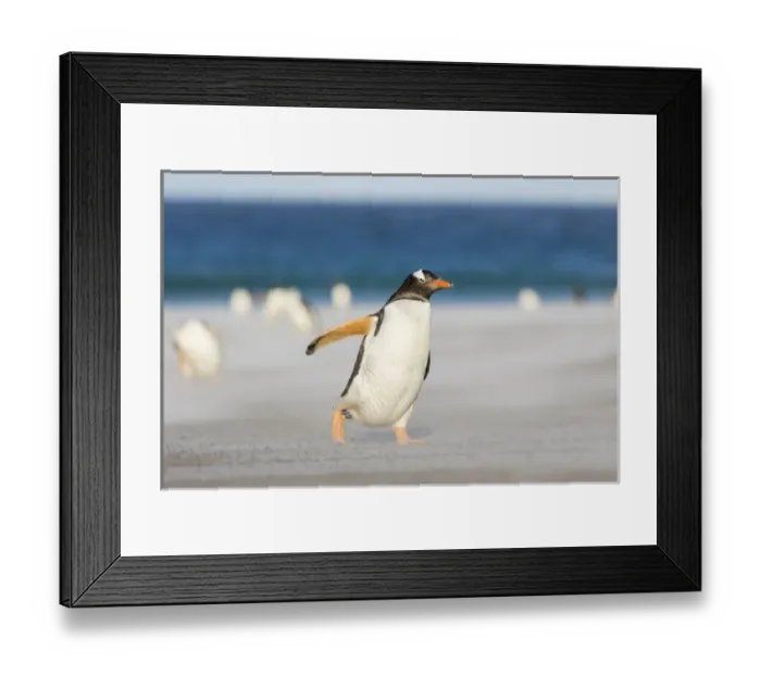 Framed Print : Gentoo Penguin (Pygoscelis papua) on the Falkland Islands, crossing a wide sandy Framed Print : Gentoo Penguin (Pygoscelis papua) on the Falkland Islands, crossing a wide sandy