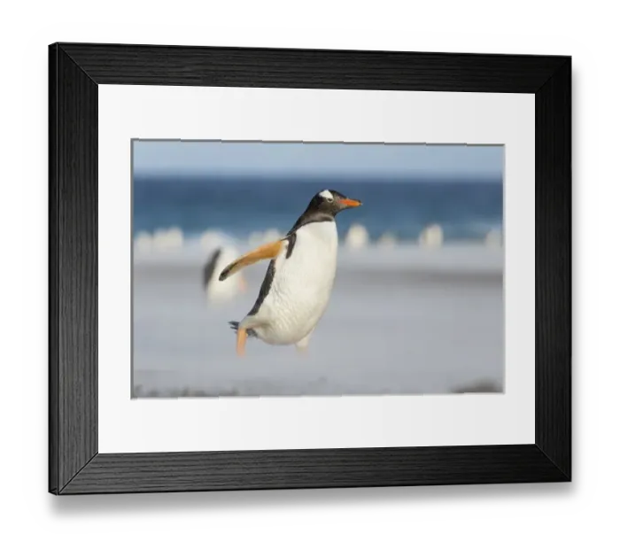 Framed Print : Gentoo Penguin (Pygoscelis papua) on the Falkland Islands, crossing a wide sandy Framed Print : Gentoo Penguin (Pygoscelis papua) on the Falkland Islands, crossing a wide sandy