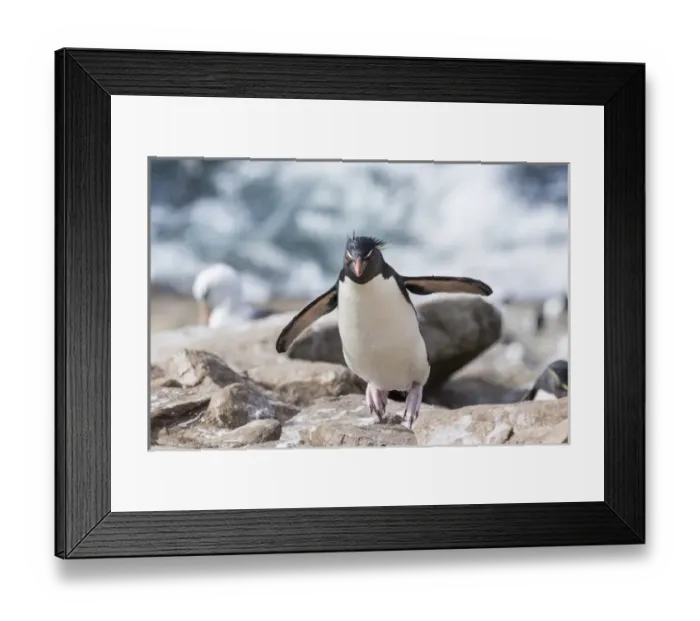 Framed Print : Rockhopper penguin (Eudyptes chrysocome), subspecies southern rockhopper penguin Framed Print : Rockhopper penguin (Eudyptes chrysocome), subspecies southern rockhopper penguin