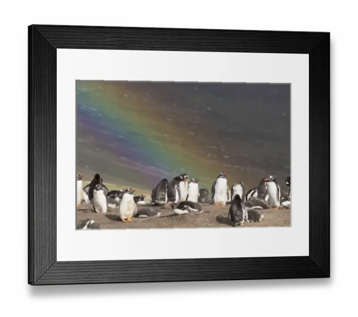 Framed Print : Gentoo Penguin (Pygoscelis papua) on the Falkland Islands, rookery under a rainbow