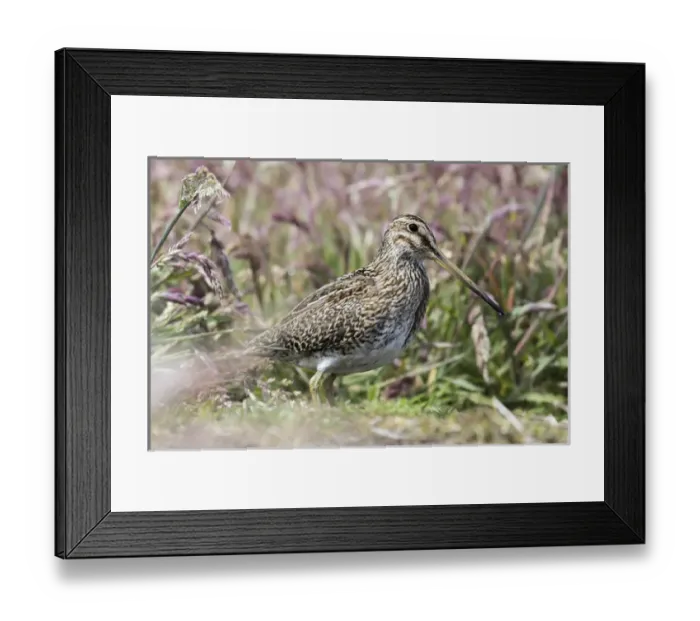 Framed Print : South American snipe or Magellan snipe (Gallinago paraguaiae or Gallinago magellanica) Framed Print : South American snipe or Magellan snipe (Gallinago paraguaiae or Gallinago magellanica)