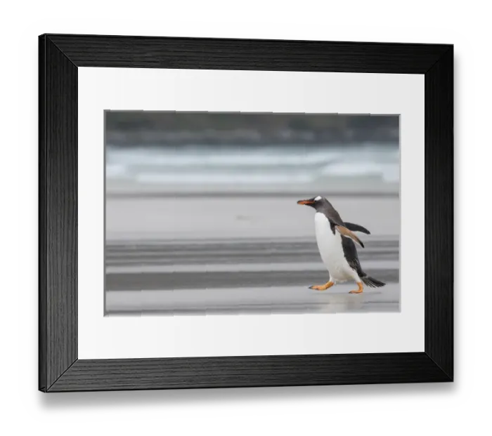 Framed Print : Gentoo Penguin (Pygoscelis papua) on the Falkland Islands, crossing a wide sandy Framed Print : Gentoo Penguin (Pygoscelis papua) on the Falkland Islands, crossing a wide sandy