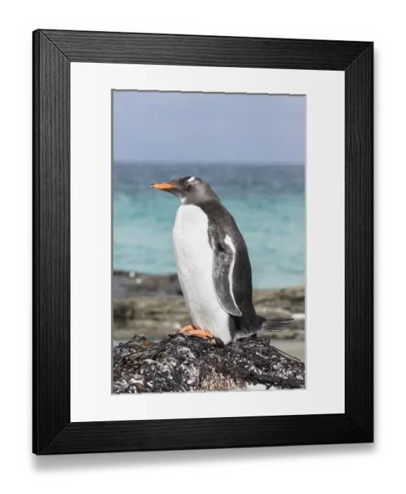 Framed Print : Gentoo Penguin (Pygoscelis papua) on the Falkland Islands. South America, Falkland Islands Framed Print : Gentoo Penguin (Pygoscelis papua) on the Falkland Islands. South America, Falkland Islands