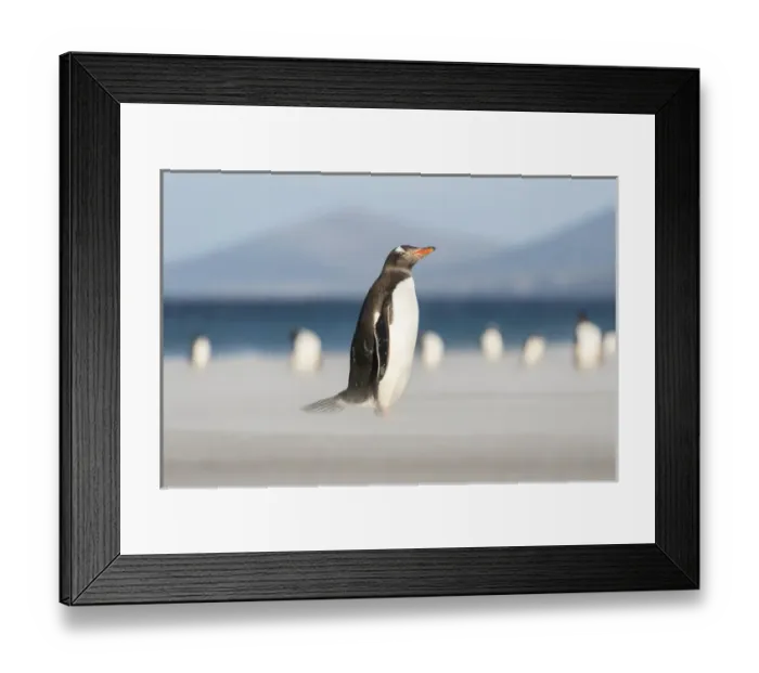 Framed Print : Gentoo Penguin (Pygoscelis papua) on the Falkland Islands. South America, Falkland Islands Framed Print : Gentoo Penguin (Pygoscelis papua) on the Falkland Islands. South America, Falkland Islands