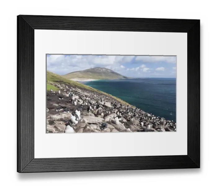 Framed Print : Rockhopper penguin (Eudyptes chrysocome), subspecies southern rockhopper penguin Framed Print : Rockhopper penguin (Eudyptes chrysocome), subspecies southern rockhopper penguin