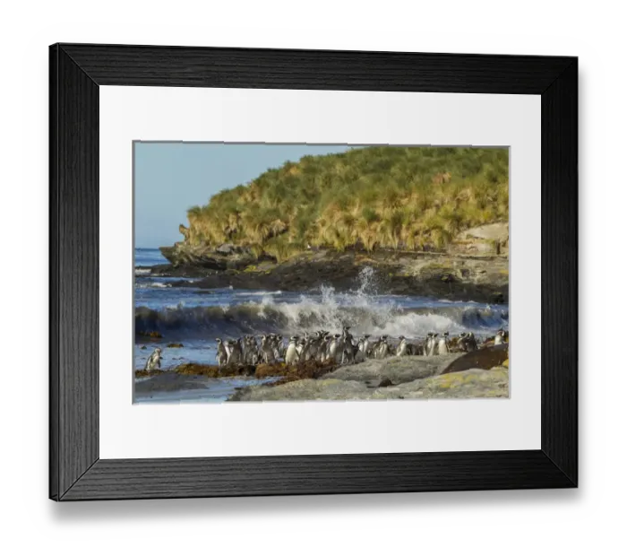 Framed Print : Falkland Islands, Sea Lion Island. Magellanic penguins and surf