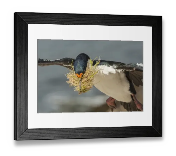 Framed Print : Falkland Islands, Carcass Island. Imperial shag flies with nesting material. Credit as Framed Print : Falkland Islands, Carcass Island. Imperial shag flies with nesting material. Credit as