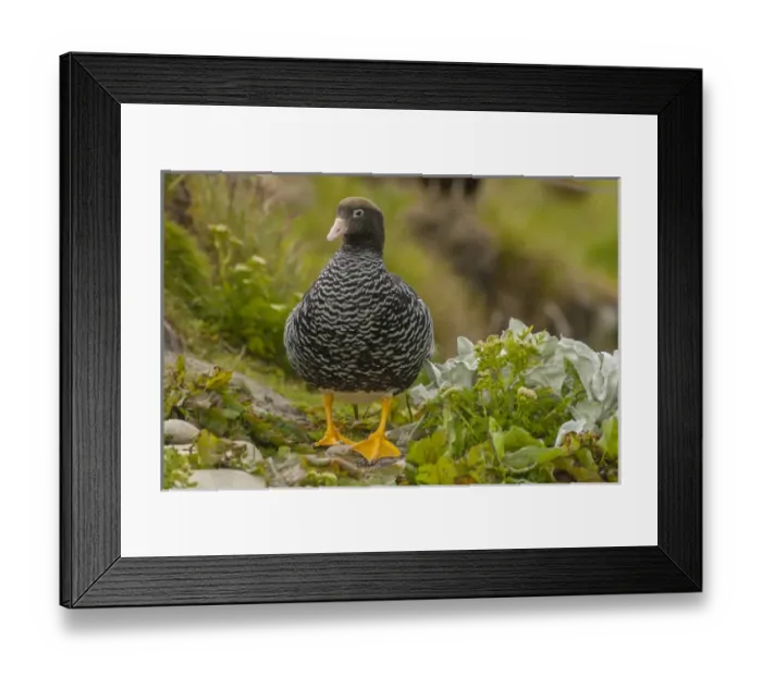 Framed Print : Falkland Islands, Carcass Island. Close-up of kelp goose