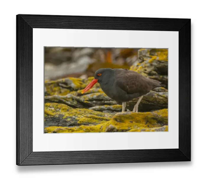 Framed Print : Falkland Islands, Carcass Island. Close-up of blackish oystercatcher
