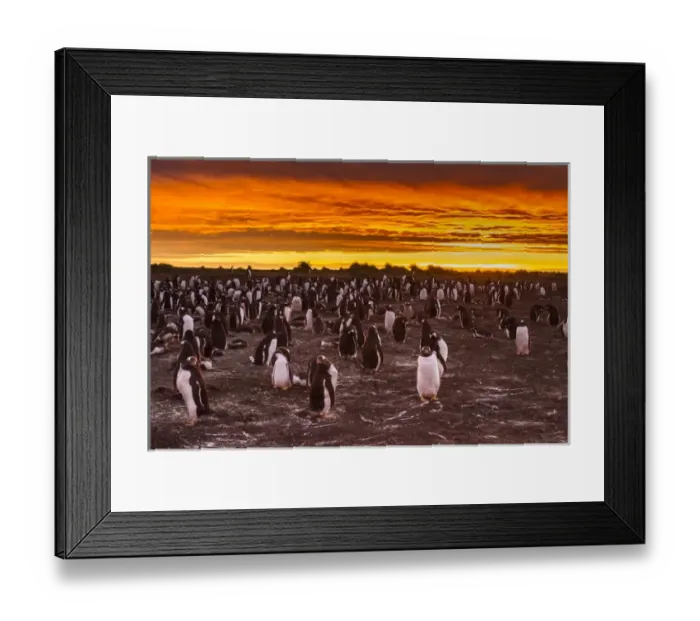Framed Print : Falkland Islands, Sea Lion Island. Gentoo penguins colony at sunset Framed Print : Falkland Islands, Sea Lion Island. Gentoo penguins colony at sunset