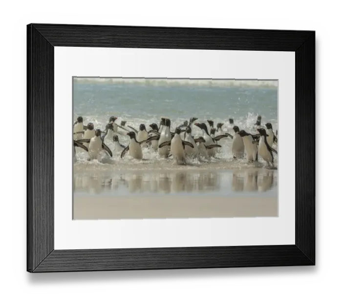 Framed Print : Falkland Islands, Saunders Island. Rockhopper penguins return to beach from ocean Framed Print : Falkland Islands, Saunders Island. Rockhopper penguins return to beach from ocean