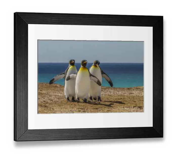 Framed Print : Falkland Islands, East Falkland, Volunteer Point. Three King penguins. Credit as
