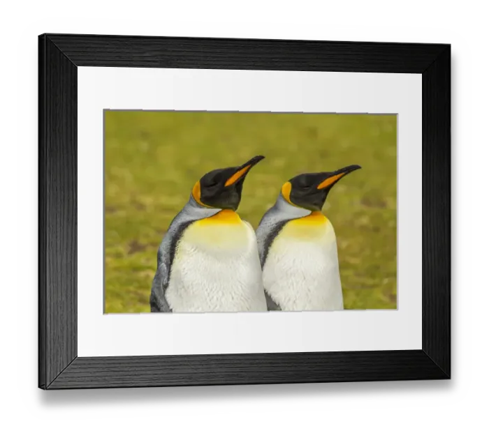 Framed Print : Falkland Islands, East Falkland, Volunteer Point. Pair of king penguins. Credit as Framed Print : Falkland Islands, East Falkland, Volunteer Point. Pair of king penguins. Credit as