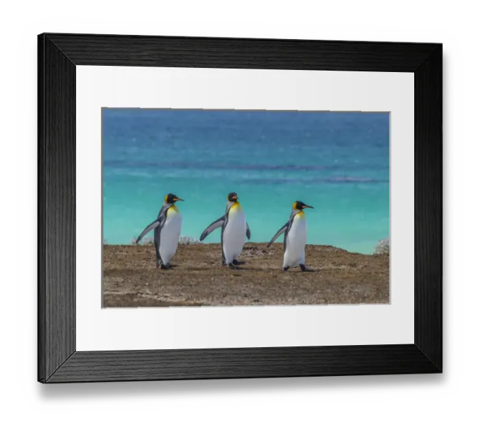 Framed Print : Falkland Islands, East Falkland, Volunteer Point. King penguins walking. Credit as