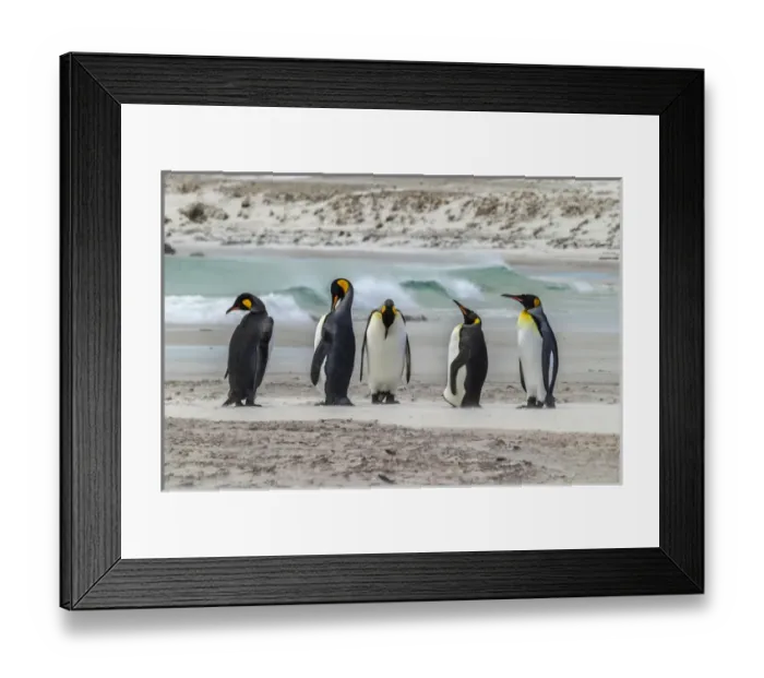 Framed Print : Falkland Islands, East Falkland, Volunteer Point. King penguins on beach. Credit as Framed Print : Falkland Islands, East Falkland, Volunteer Point. King penguins on beach. Credit as