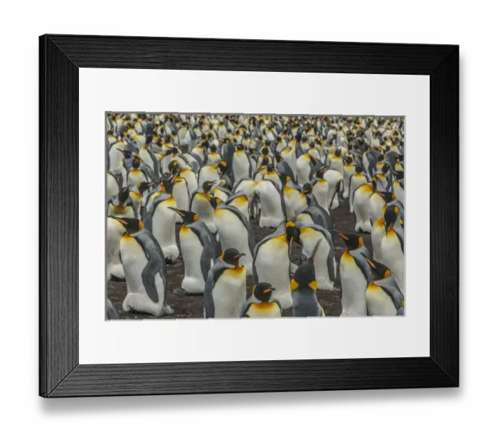 Framed Print : Falkland Islands, East Falkland, Volunteer Point. King penguin colony. Credit as Framed Print : Falkland Islands, East Falkland, Volunteer Point. King penguin colony. Credit as