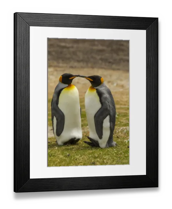 Framed Print : Falkland Islands, East Falkland, Saunders Island. Pair of king penguins. Credit as Framed Print : Falkland Islands, East Falkland, Saunders Island. Pair of king penguins. Credit as