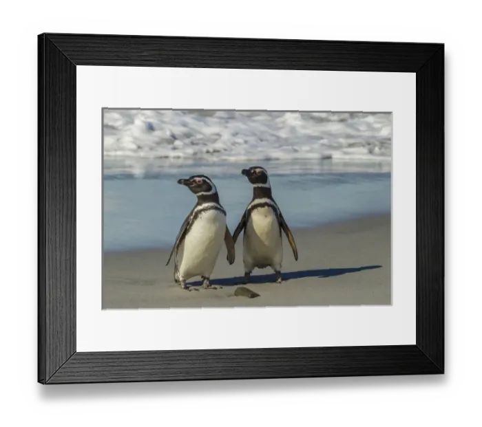 Framed Print : Falkland Islands, Sea Lion Island. Magellanic penguins on beach