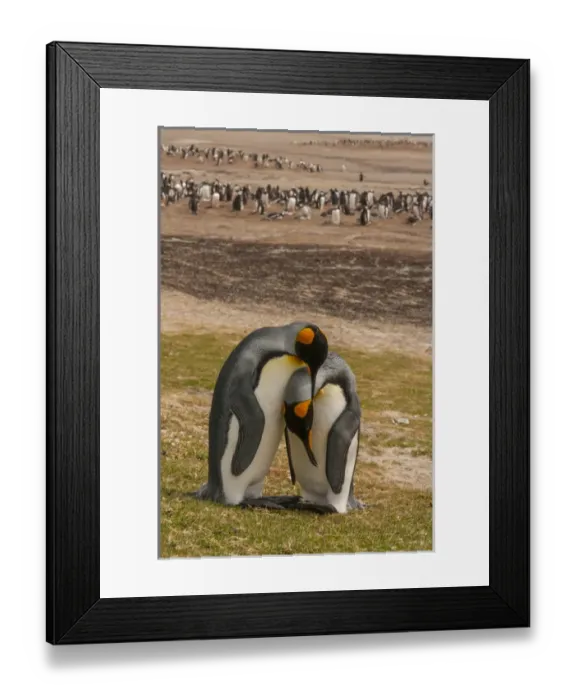 Framed Print : Falkland Islands, Saunders Island. Gentoo penguins and two king penguins preening each other Framed Print : Falkland Islands, Saunders Island. Gentoo penguins and two king penguins preening each other