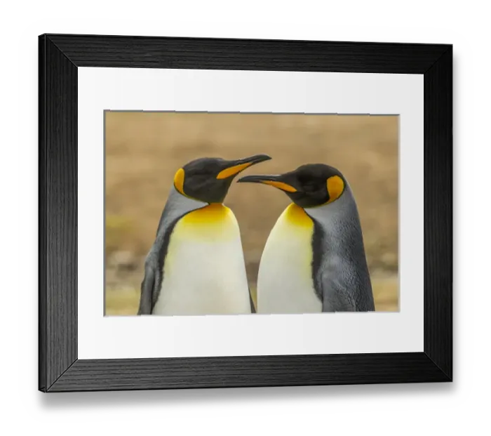 Framed Print : Falkland Islands, East Falkland, Volunteer Point. Pair of king penguins. Credit as Framed Print : Falkland Islands, East Falkland, Volunteer Point. Pair of king penguins. Credit as