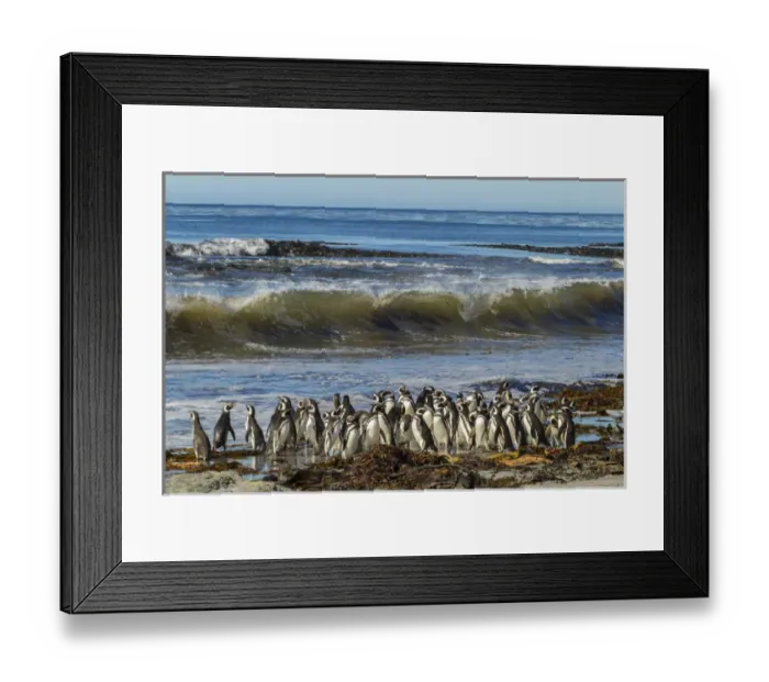 Framed Print : Falkland Islands, Sea Lion Island. Magellanic penguins and surf Framed Print : Falkland Islands, Sea Lion Island. Magellanic penguins and surf