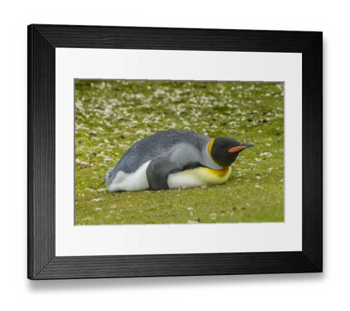Framed Print : Falkland Islands, East Falkland, Volunteer Point. King penguin lying on grass. Credit as Framed Print : Falkland Islands, East Falkland, Volunteer Point. King penguin lying on grass. Credit as