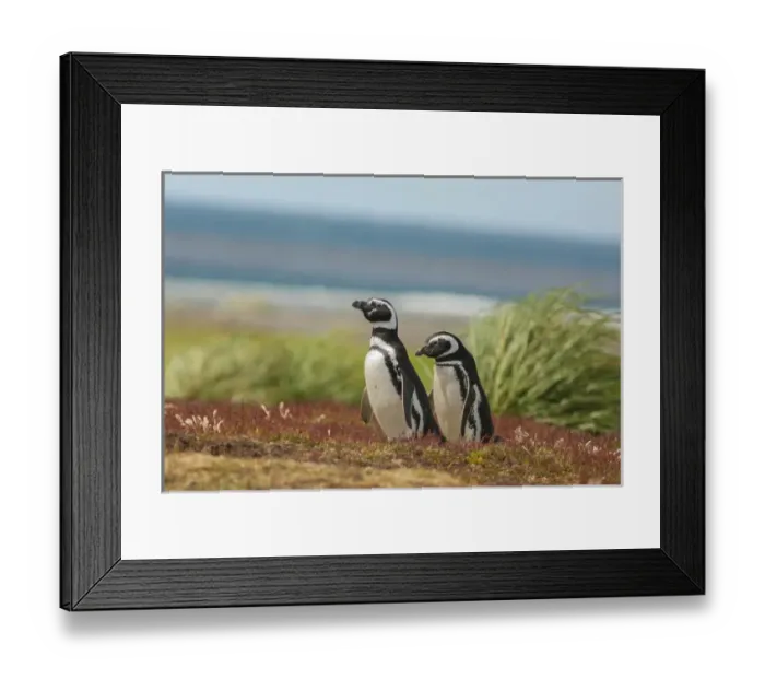Framed Print : Falkland Islands, Sea Lion Island. Two Magellanic penguins