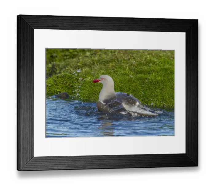 Framed Print : Falkland Islands, Bleaker Island. Dolphin gull bathing