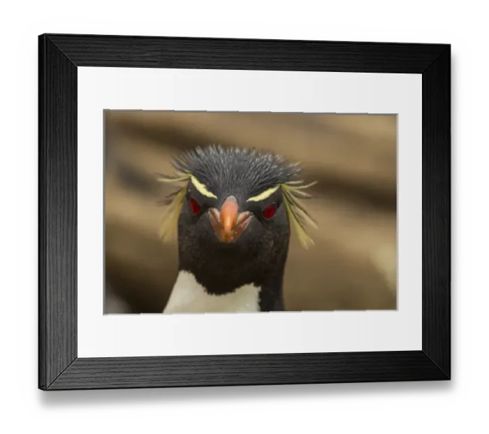 Framed Print : Falkland Islands, Saunders Island. Rockhopper penguin portrait Framed Print : Falkland Islands, Saunders Island. Rockhopper penguin portrait