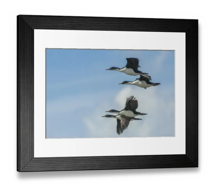 Framed Print : Falkland Islands, Belaker Island. Rock shags in flight Framed Print : Falkland Islands, Belaker Island. Rock shags in flight