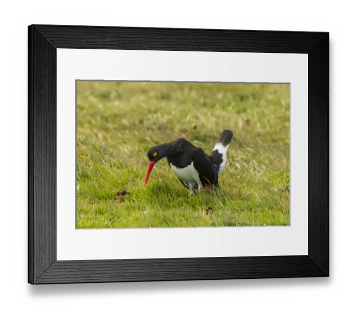 Framed Print : Falkland Islands, Carcass Island. Magellanic oystercatcher in courtship behavior Framed Print : Falkland Islands, Carcass Island. Magellanic oystercatcher in courtship behavior