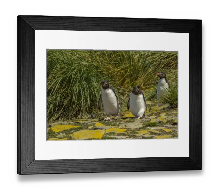 Framed Print : Falkland Islands, Bleaker Island. Rockhopper penguins and tussac grass. Credit as Framed Print : Falkland Islands, Bleaker Island. Rockhopper penguins and tussac grass. Credit as