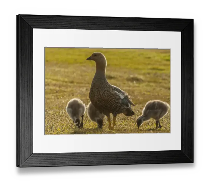 Framed Print : Falkland Islands, Bleaker Island. Upland goose with goslings Framed Print : Falkland Islands, Bleaker Island. Upland goose with goslings