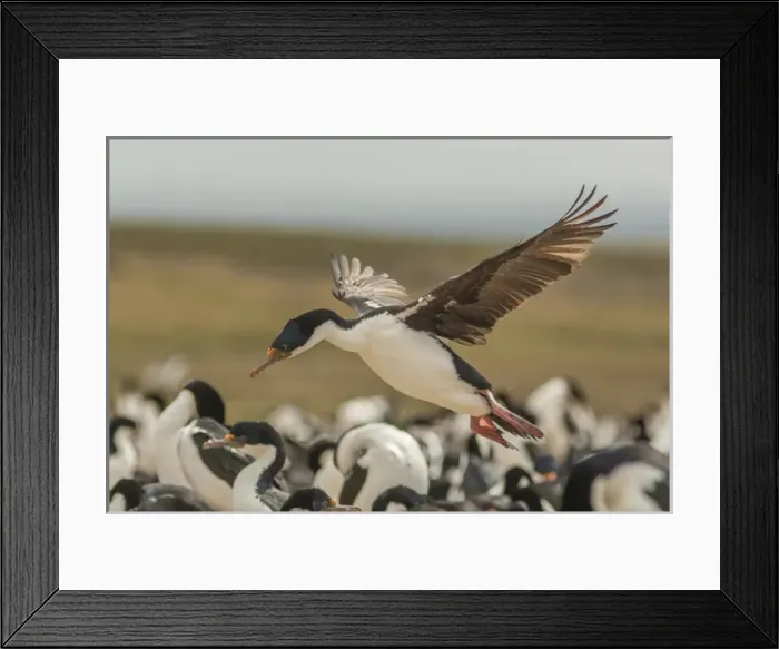 Framed Print : Falkland Islands, Bleaker Island. Imperial shag lands in nesting colony. Credit as Framed Print : Falkland Islands, Bleaker Island. Imperial shag lands in nesting colony. Credit as