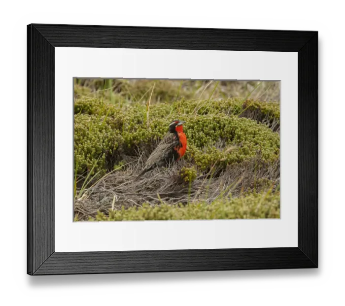 Framed Print : Falkland Islands, Bleaker Island. Long-tailed meadowlark