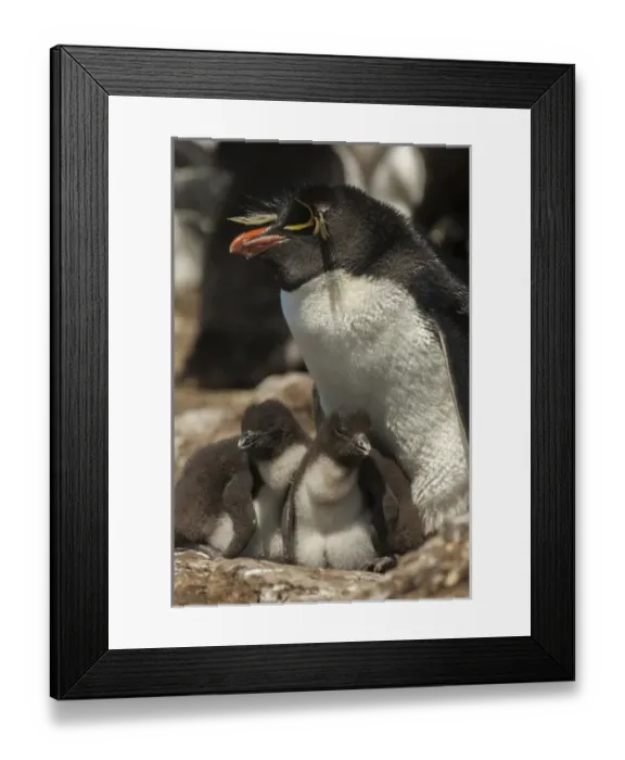 Framed Print : Falkland Islands, Bleaker Island. Rockhopper penguin and chicks Framed Print : Falkland Islands, Bleaker Island. Rockhopper penguin and chicks