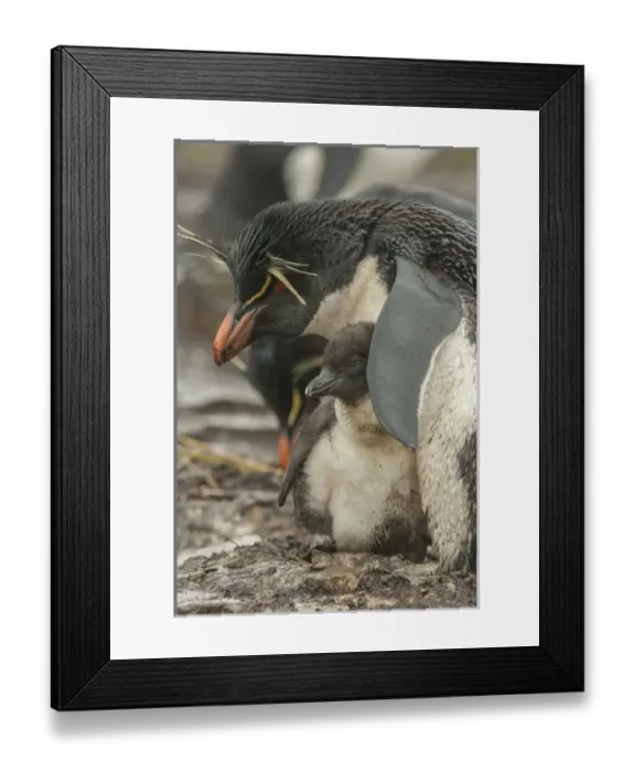 Framed Print : Falkland Islands, Bleaker Island. Rockhopper penguin and chick Framed Print : Falkland Islands, Bleaker Island. Rockhopper penguin and chick