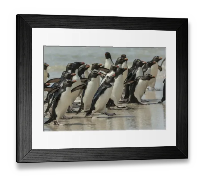 Framed Print : Falkland Islands, Saunders Island. Rockhopper penguins return to beach from ocean Framed Print : Falkland Islands, Saunders Island. Rockhopper penguins return to beach from ocean
