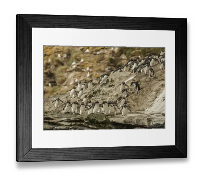 Framed Print : Falkland Islands, Saunders Island. Rockhopper penguins heading for beach. Credit as Framed Print : Falkland Islands, Saunders Island. Rockhopper penguins heading for beach. Credit as