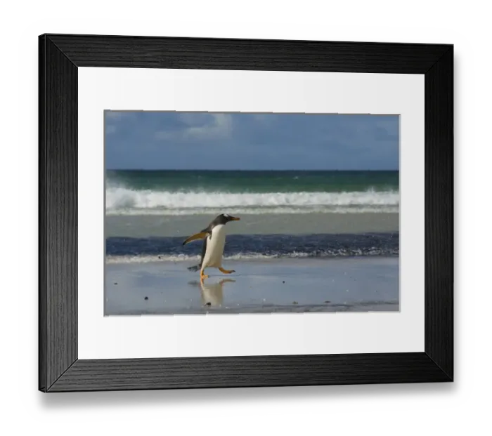 Framed Print : Falkland Islands. Saunders Island. Gentoo penguin (Pygoscelis papua) walking on the beach