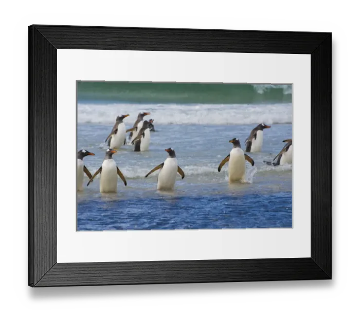 Framed Print : Falkland Islands. Saunders Island. Gentoo penguins (Pygoscelis papua) in the water