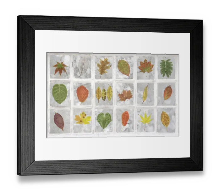 Framed Print : United Kingdom, Falkland Islands, Stanley. Collage of leaves in windows. Credit as Framed Print : United Kingdom, Falkland Islands, Stanley. Collage of leaves in windows. Credit as