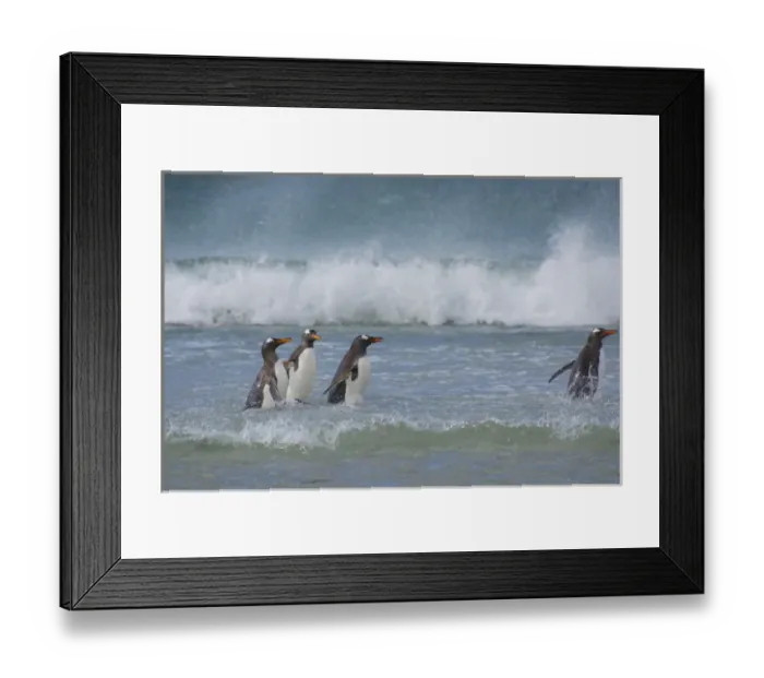 Framed Print : Falkland Islands. Saunders Island. Gentoo penguins (Pygoscelis papua) in the water