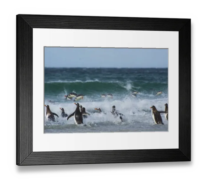 Framed Print : Falkland Islands. Saunders Island. Gentoo penguins (Pygoscelis papua) diving into