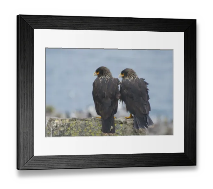 Framed Print : Falkland Islands. West Point Island. Striated caracara (Phalcoboenus australis) pair Framed Print : Falkland Islands. West Point Island. Striated caracara (Phalcoboenus australis) pair