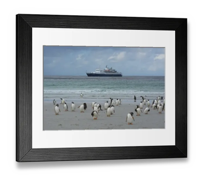Framed Print : Falkland Islands. Saunders Island. Gentoo penguins (Pygoscelis papua) and a cruise Framed Print : Falkland Islands. Saunders Island. Gentoo penguins (Pygoscelis papua) and a cruise