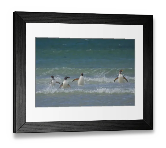 Framed Print : Falkland Islands. Saunders Island. Gentoo penguins (Pygoscelis papua) in the water