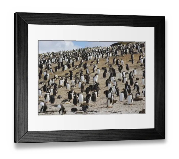 Framed Print : Falkland Islands. Saunders Island. Gentoo penguin (Pygoscelis papua) colony Framed Print : Falkland Islands. Saunders Island. Gentoo penguin (Pygoscelis papua) colony